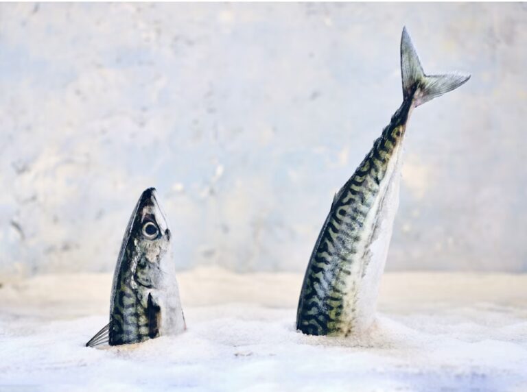 「空を見上げるように立てられた2尾の魚。ユニークでインパクトのあるビジュアルが目を引く。」