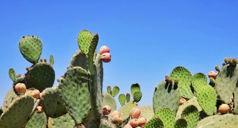 青く澄んだ空の下に広がる、緑のウチワサボテンの群生。丸みを帯びた平たい茎の上には小さなトゲが並び、ところどころに赤みがかった果実（トウモロコシのような実）が実っている。強い日差しを浴びて、サボテンの緑と空の青が鮮やかに映える南国の風景。