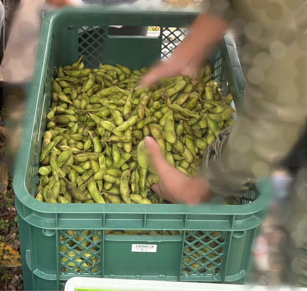 収穫したばかりの丹波黒枝豆を両手ですくい上げている様子。緑色の枝豆がコンテナいっぱいに入っている。