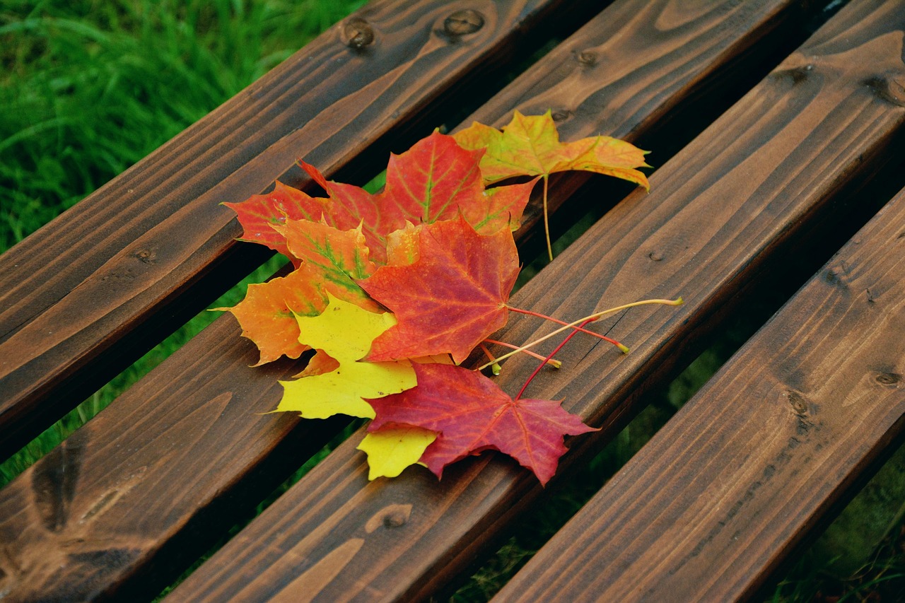 「木のベンチに並んだ秋色の紅葉。伊勢旅行番外編の季節感を感じさせる一枚」