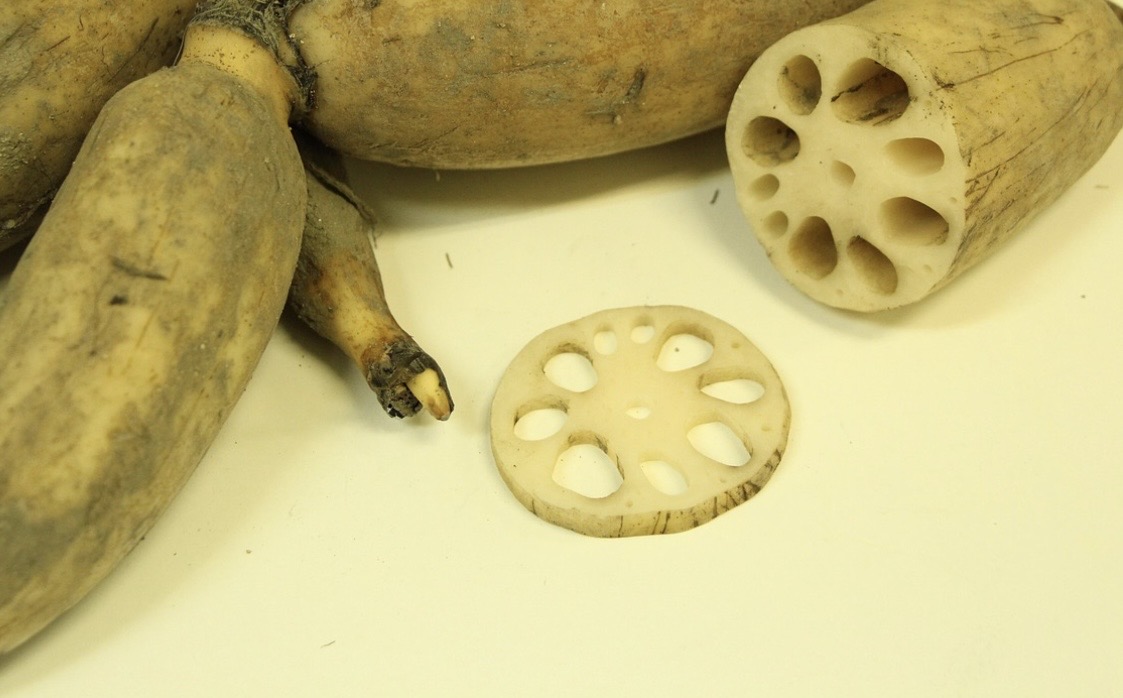 れんこんの断面と丸ごとのれんこんを白い背景に並べた写真。輪切りにしたれんこんの穴がはっきり見え、土付きの自然な状態がわかる。