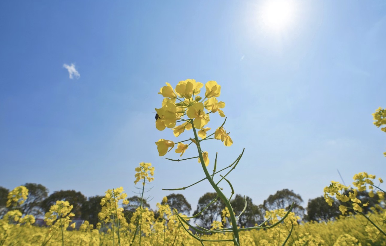 青空の下、黄色い菜の花が一面に咲く花畑。手前には一本の菜の花が大きく写り、細い茎と小さな花びらが太陽の光を浴びて輝いている。背景には並木と青い空が広がり、春の穏やかな景色が感じられる。