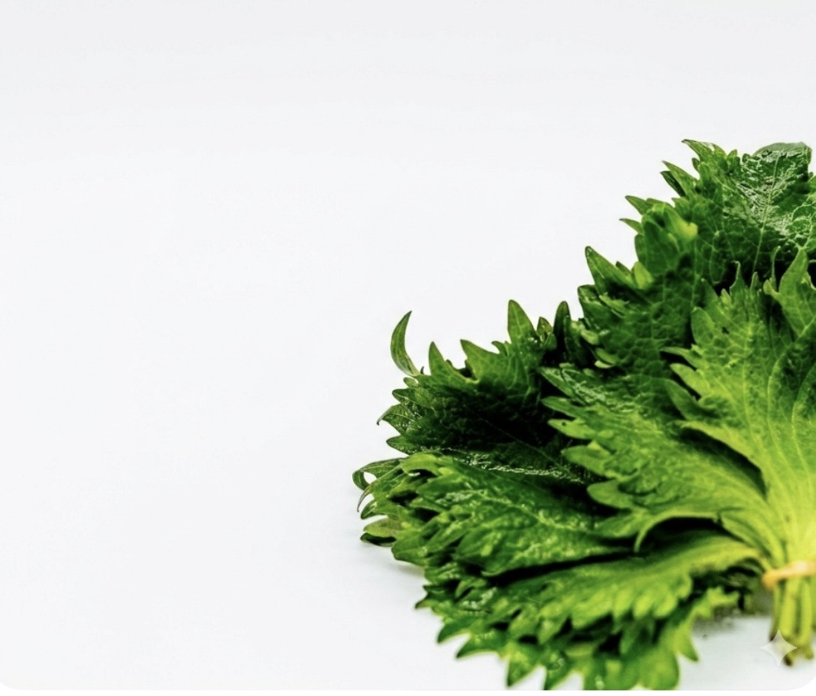 白い背景の上に束ねられた青じそ（大葉）が置かれている写真。鮮やかな緑色の葉が何枚も重なり、ギザギザとした葉先や細かな葉脈がはっきりと見える。右側に葉が寄せられ、左側には余白が広がるシンプルな構図。