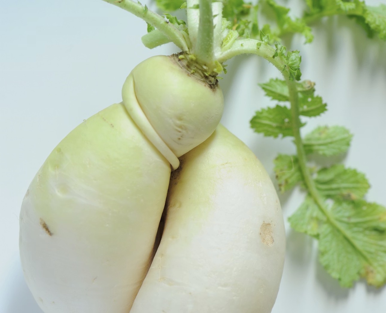 白い背景の上に置かれた、形がユニークな大根のクローズアップ写真。二股に分かれた大根の根が人の脚のように見え、上部に小さな丸い部分が乗って人形のようなシルエットになっている。根元には少し土の跡が残り、緑の葉付きの茎も見える、新鮮な大根のユーモラスな形状を捉えた写真。