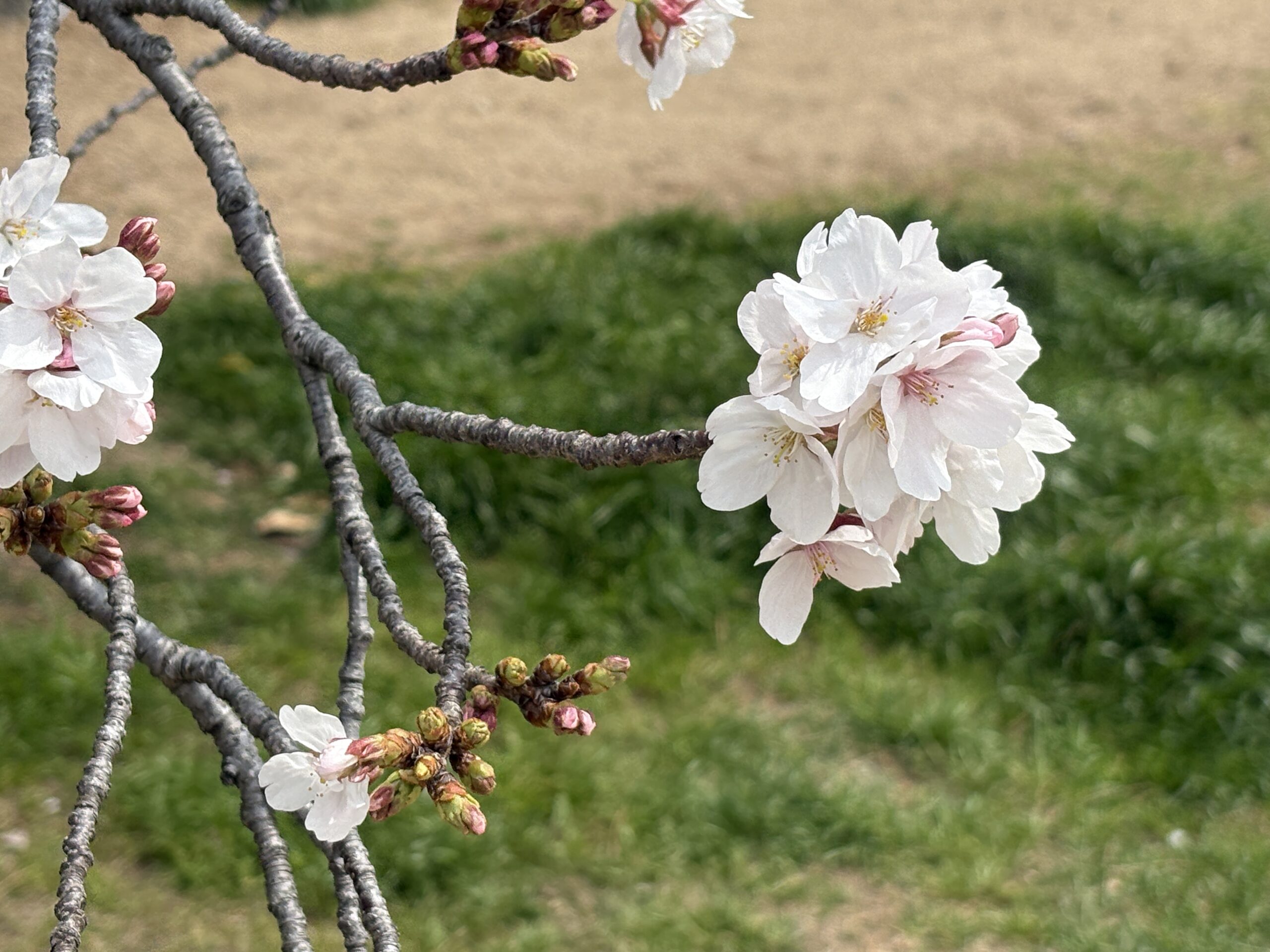 桜の花が咲き始めた枝をクローズアップで撮影した春の風景｜淡いピンクの花とつぼみ、背景に芝生が広がるお花見シーズンの自然写真