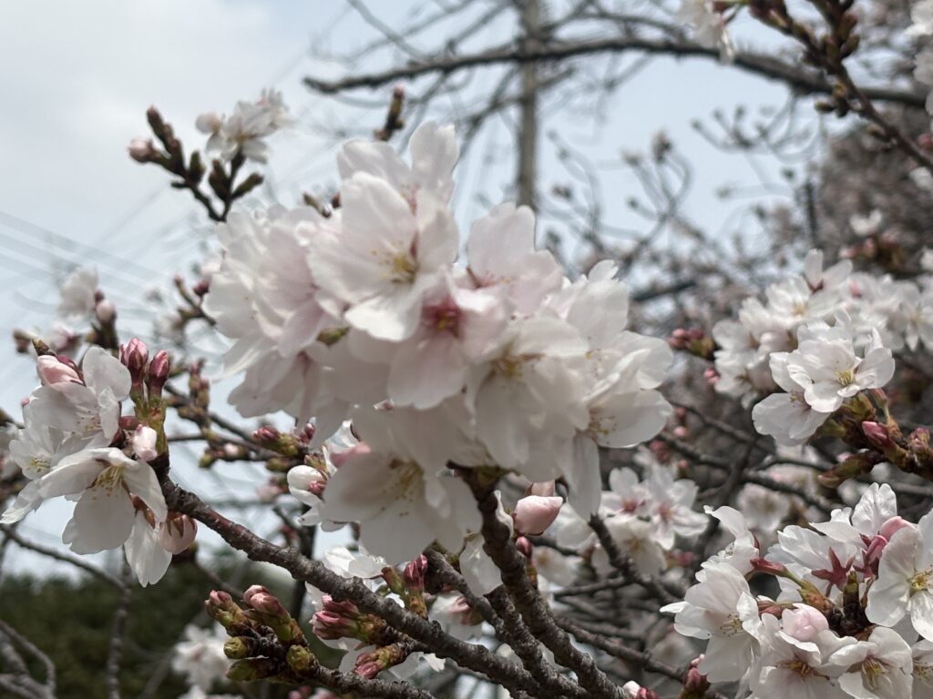 満開に近い桜の花をクローズアップで撮影した春の風景|淡いピンクと白の花びらとつぼみが美しいお花見シーズンの桜の枝写真