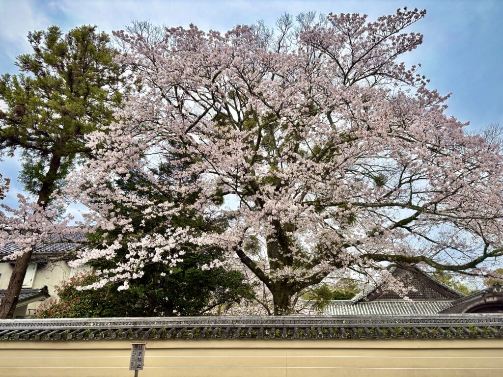 伝統的な瓦屋根の塀越しに咲き誇る、満開の大きくて立派な桜の木